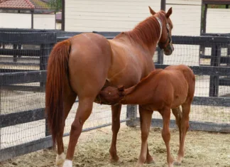 Making Weaning Easier A mare nurses her foal in a paddock.