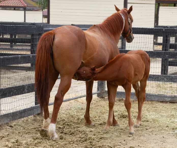 A mare nurses her foal in a paddock.