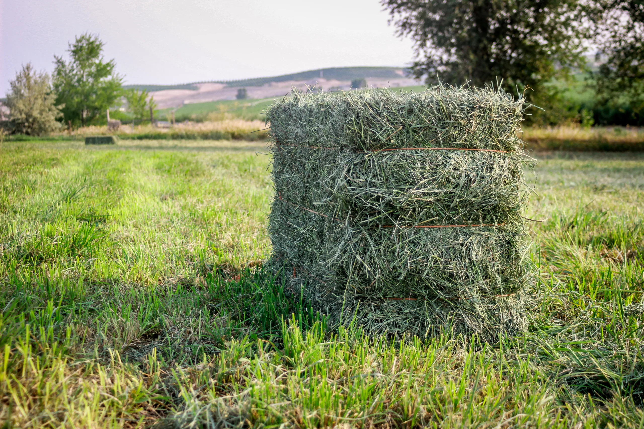 A square bale of hay in a freshly cut field.
