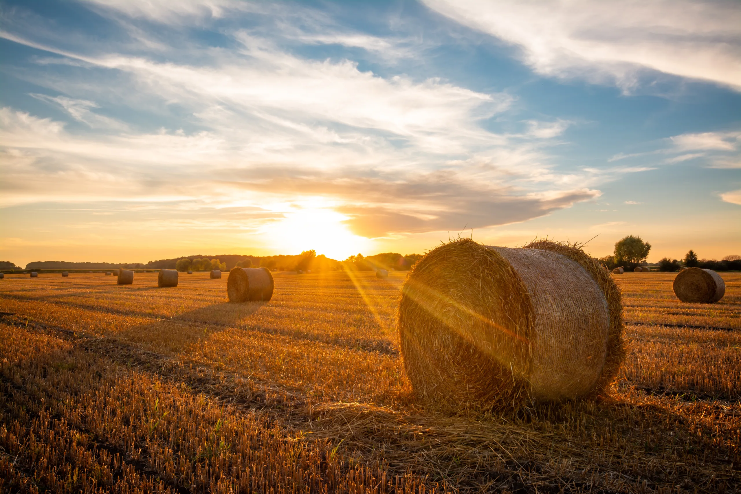 Bales in a field at sunset after harvest.