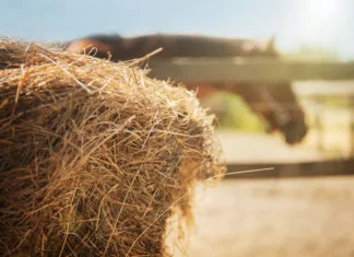 Hay Basics A horse stands behind a fence near a round bale of hay.
