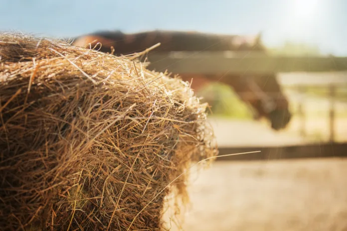 AdobeStock_443273521 A horse stands behind a fence near a round bale of hay.