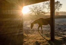 Preparing Senior Horses for Winter A horse stands in a run-in shed at sunrise on a frosty morning.