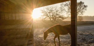 Preparing Senior Horses for Winter A horse stands in a run-in shed at sunrise on a frosty morning.