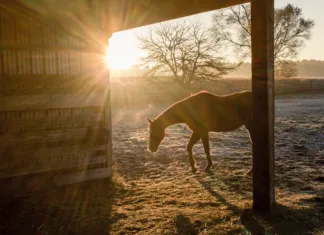 Preparing Senior Horses for Winter A horse stands in a run-in shed at sunrise on a frosty morning.