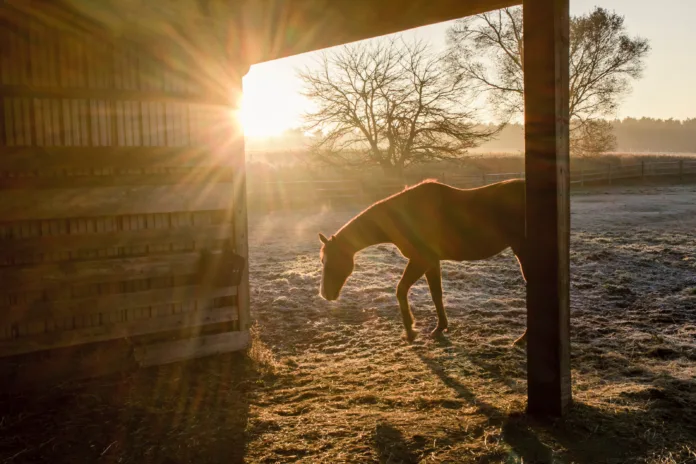 AdobeStock_549541816 A horse stands in a run-in shed at sunrise on a frosty morning.