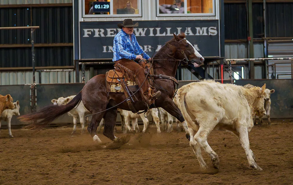 A horse and rider hold a cow during the cutting class.