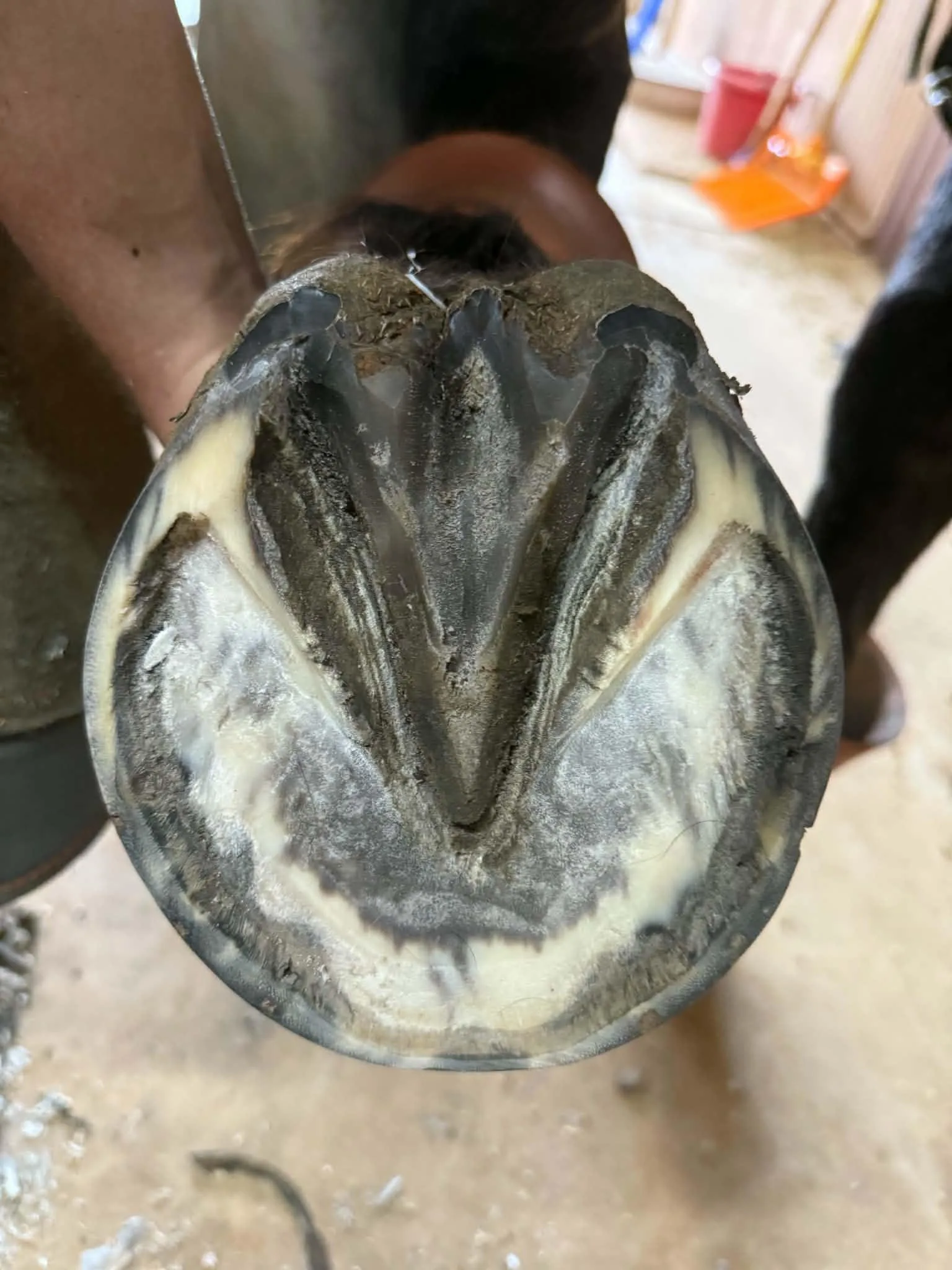 The unshod trimmed foot.