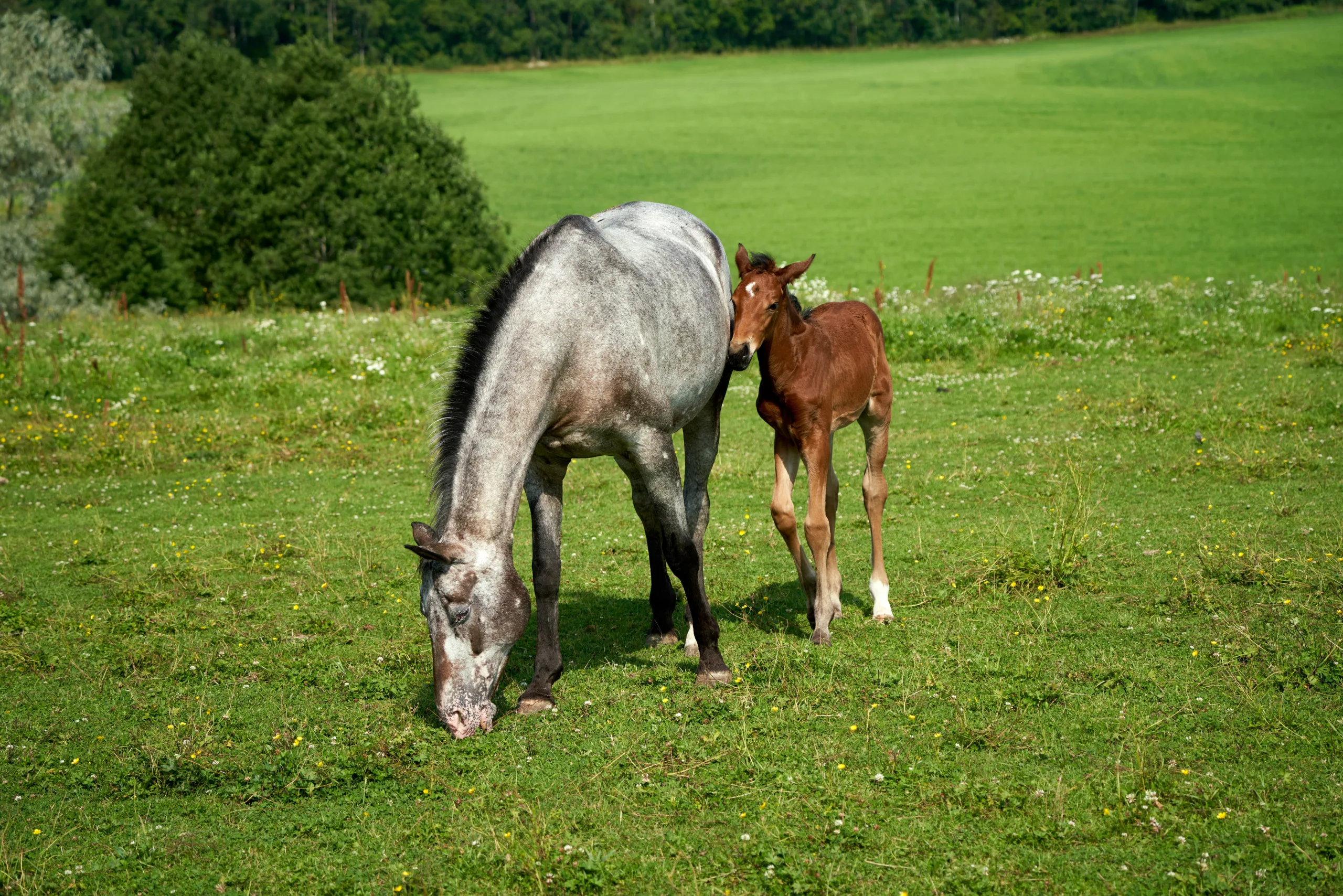 In the wild, mares naturally wean their foals at 8 to 9 months old. Photo courtesy of Unsplash.